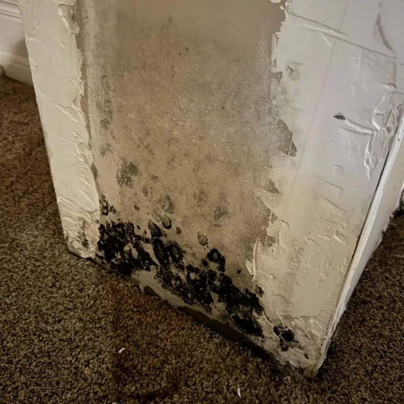Professional Mold Removal in Northville, MI